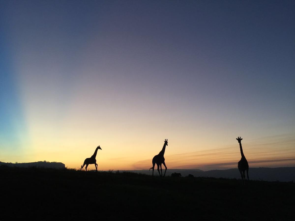 Villa Phezulu Safari Park Botha's Hill Esterno foto