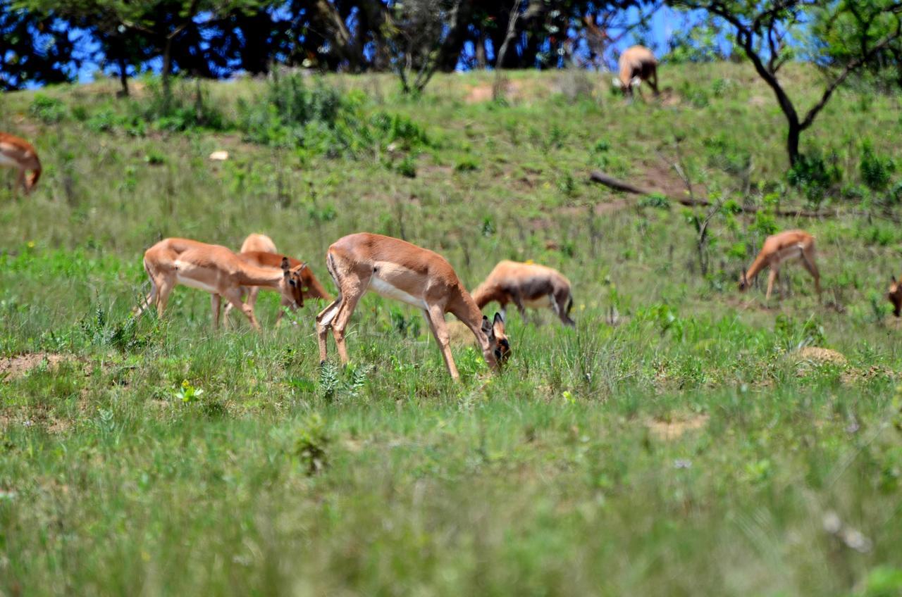 Villa Phezulu Safari Park Botha's Hill Esterno foto